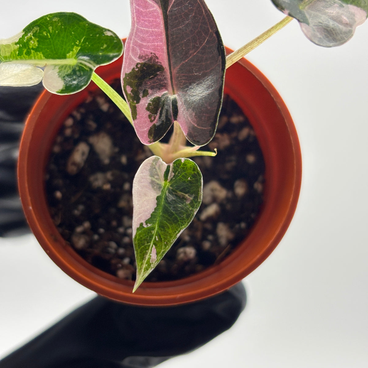 Alocasia Bambino Pink Variegated #2 exact plant photo 5