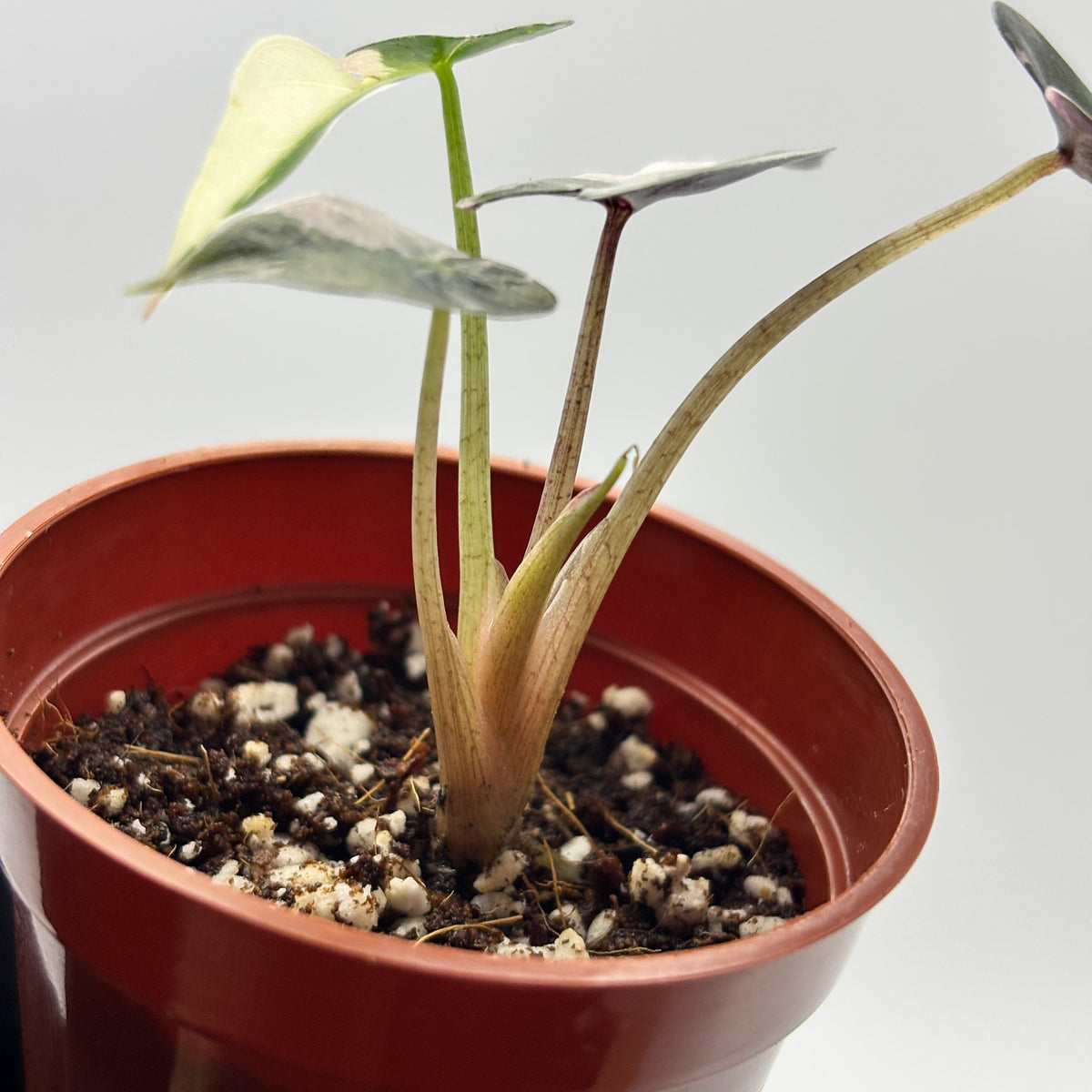 Alocasia Bambino Pink Variegated #2 exact plant photo 7