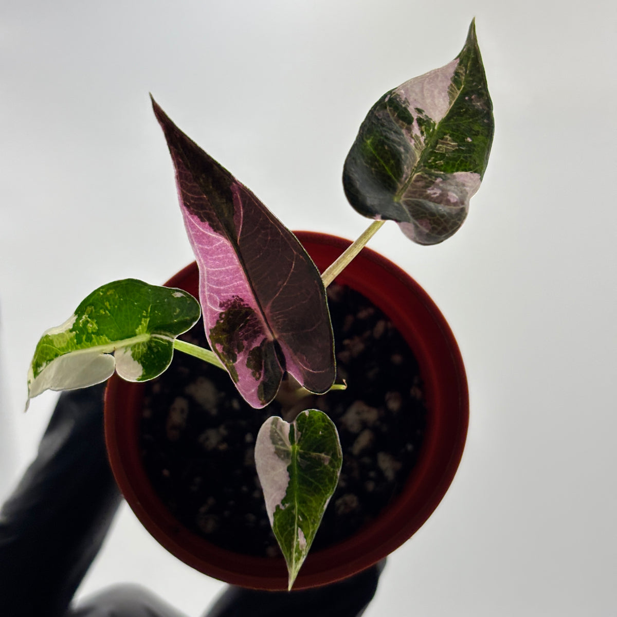 Alocasia Bambino Pink Variegated #2 exact plant photo 8