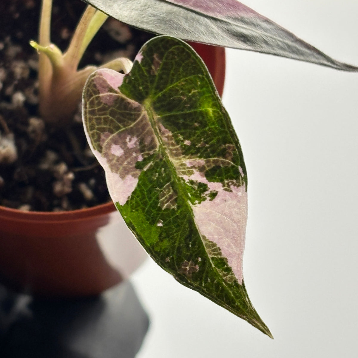 Alocasia Bambino Pink Variegated #2 exact plant photo 2