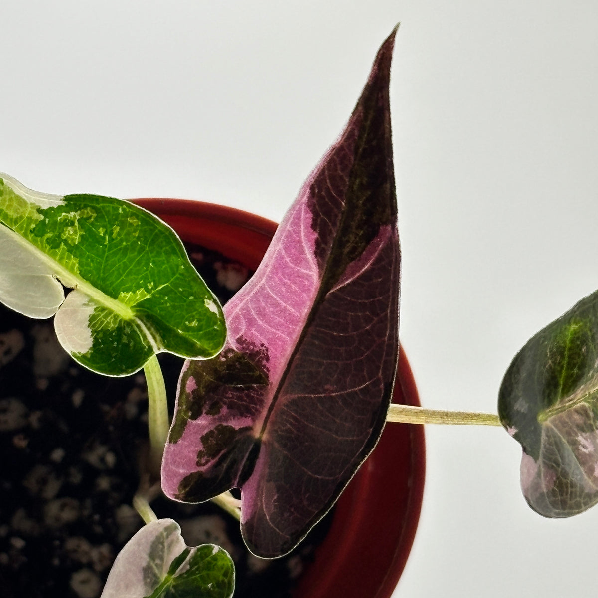Alocasia Bambino Pink Variegated #2 exact plant photo 9