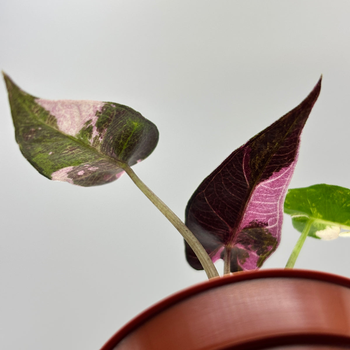 Alocasia Bambino Pink Variegated #2 exact plant photo 11