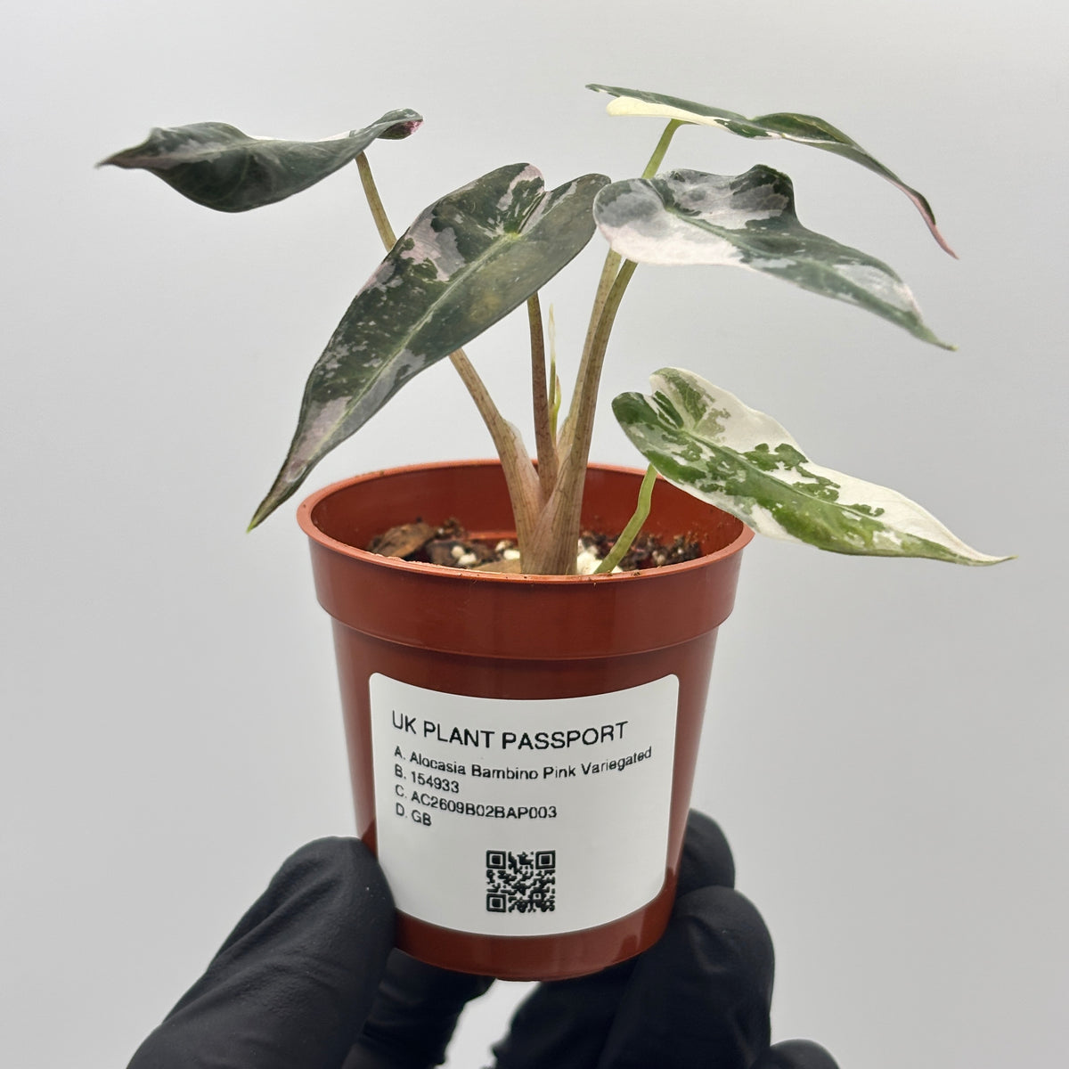 Alocasia Bambino Pink Variegated #3 exact plant photo 8