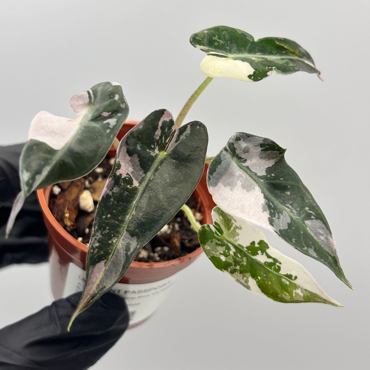 Alocasia Bambino Pink Variegated #3 exact plant photo 3