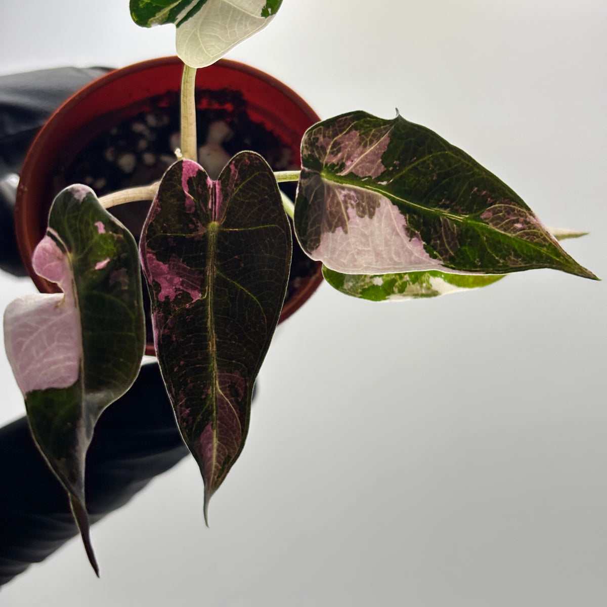 Alocasia Bambino Pink Variegated #3 exact plant photo 4