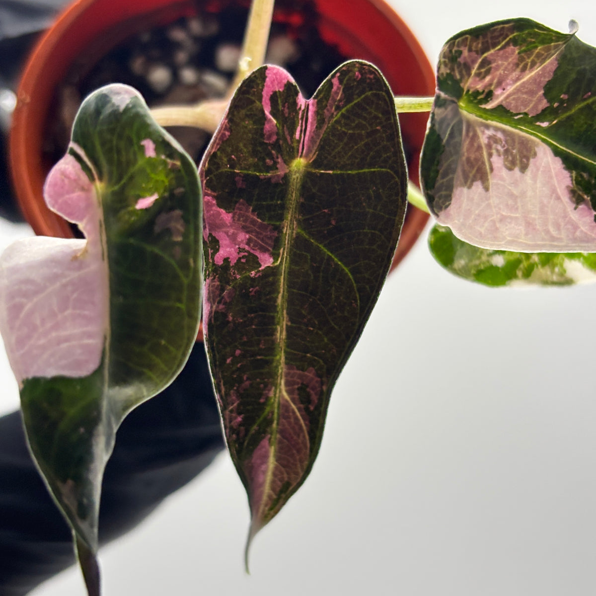 Alocasia Bambino Pink Variegated #3 exact plant photo 2