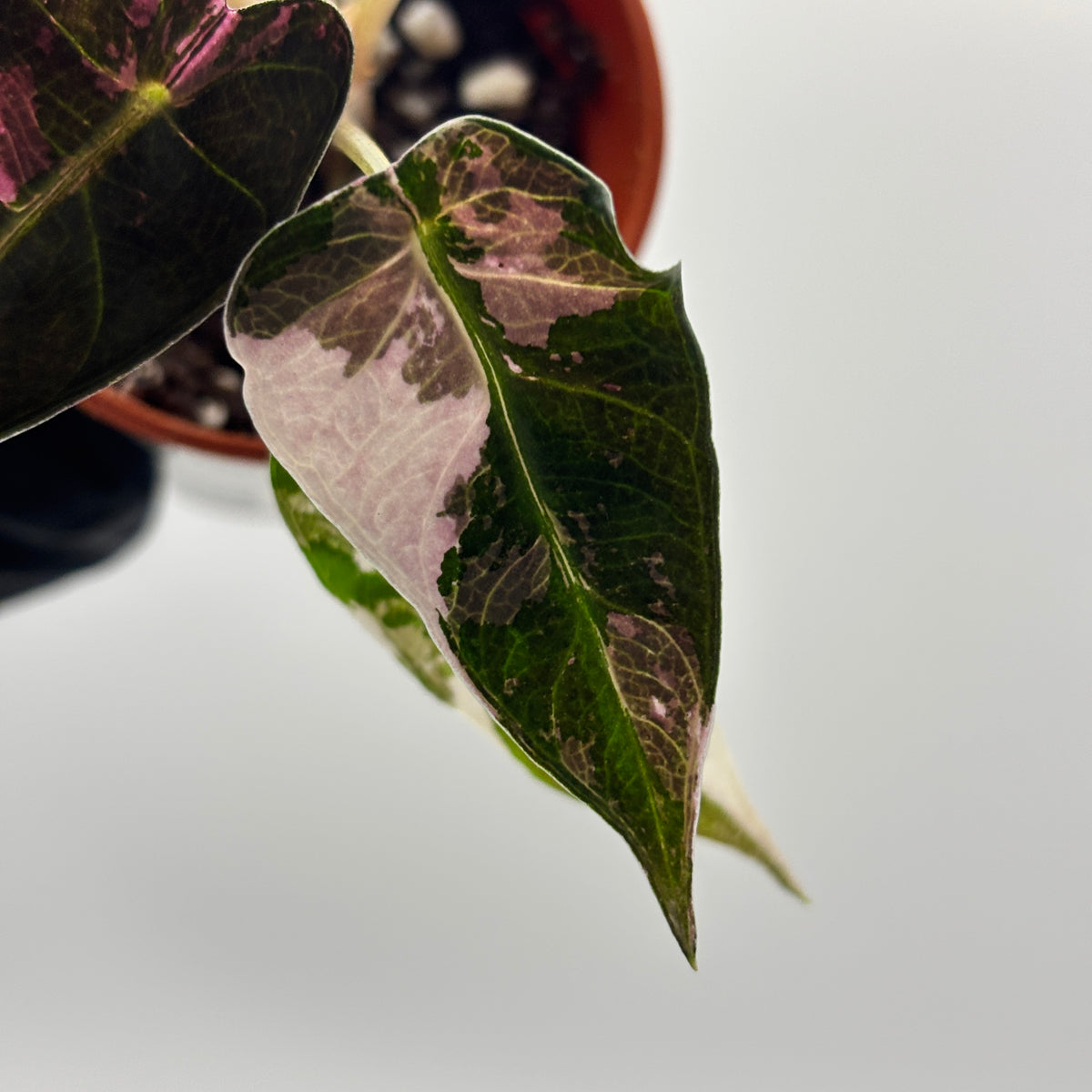 Alocasia Bambino Pink Variegated #3 exact plant photo 5