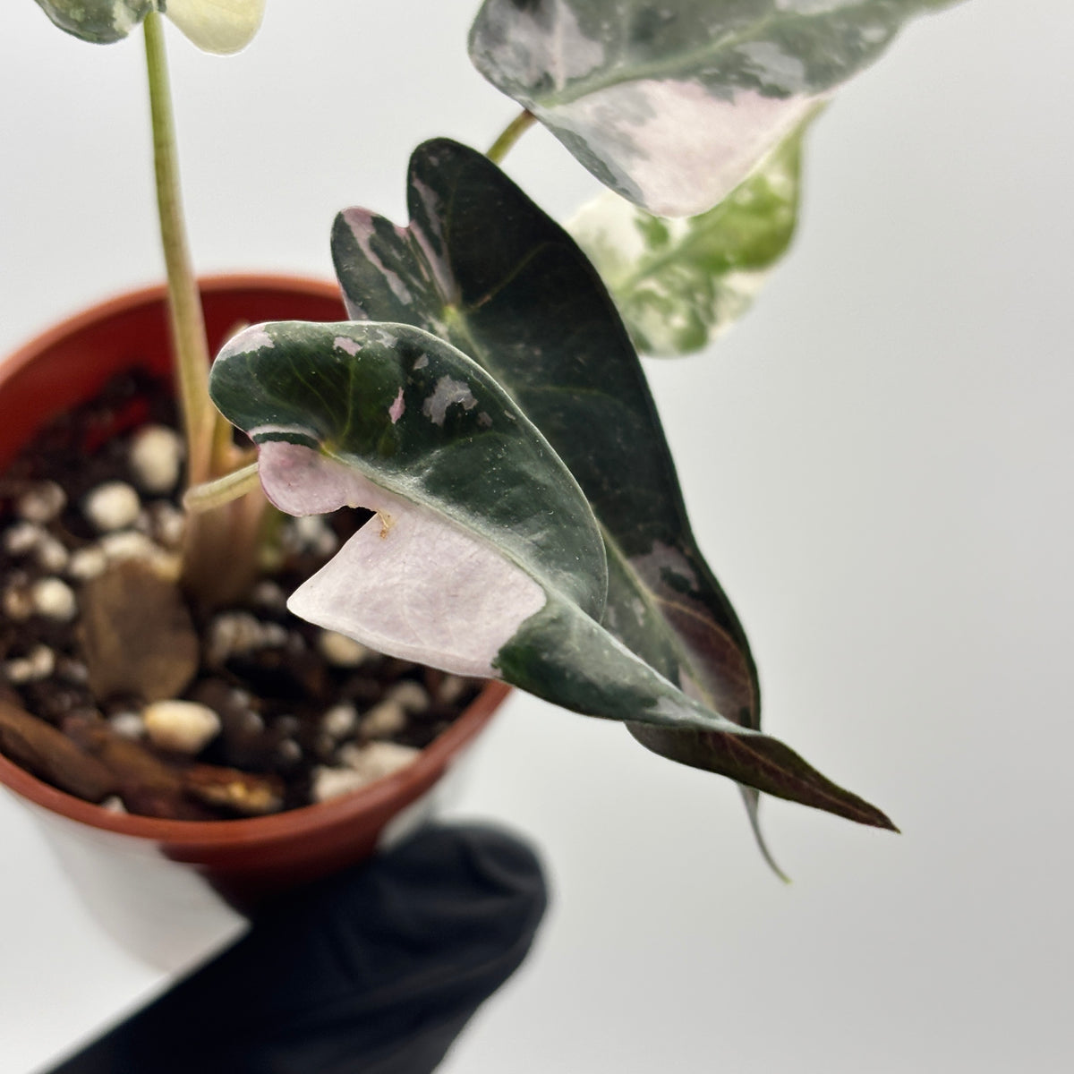 Alocasia Bambino Pink Variegated #3 exact plant photo 6