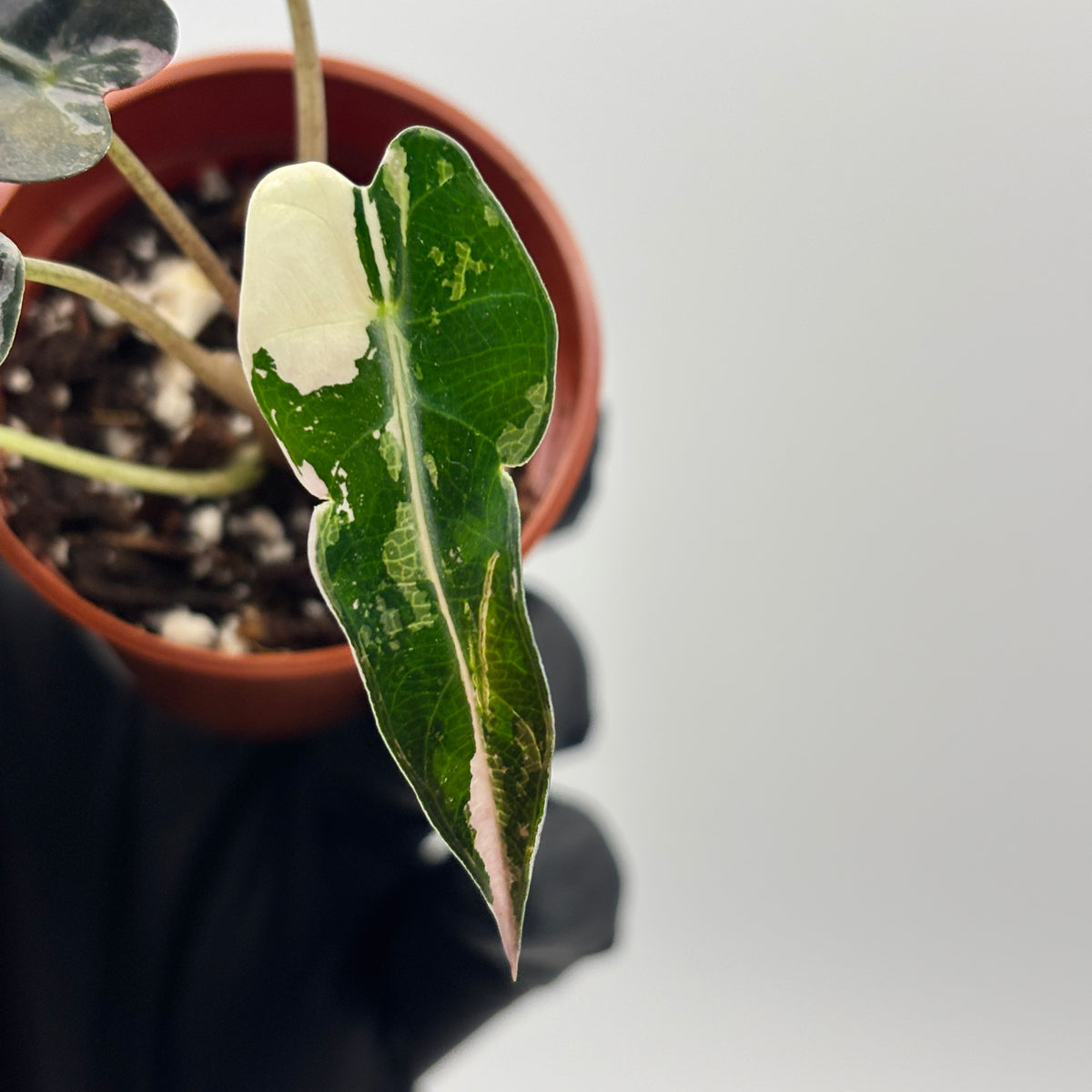 Alocasia Bambino Pink Variegated #3 exact plant photo 7