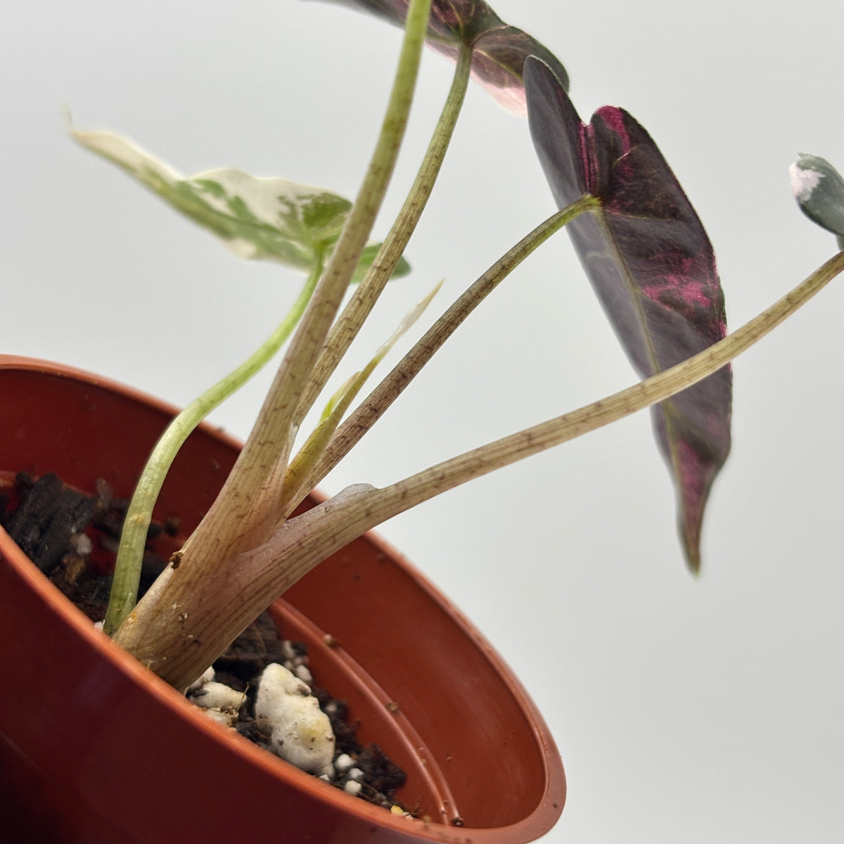 Alocasia Bambino Pink Variegated #3 exact plant photo 9