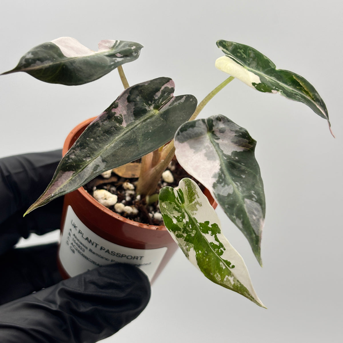 Alocasia Bambino Pink Variegated #3 exact plant photo 1