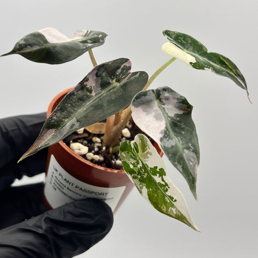Alocasia Bambino Pink Variegated #3 exact plant photo 1