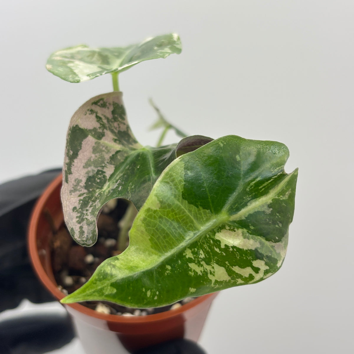Alocasia Polly Pink Variegated #7 exact plant photo 4