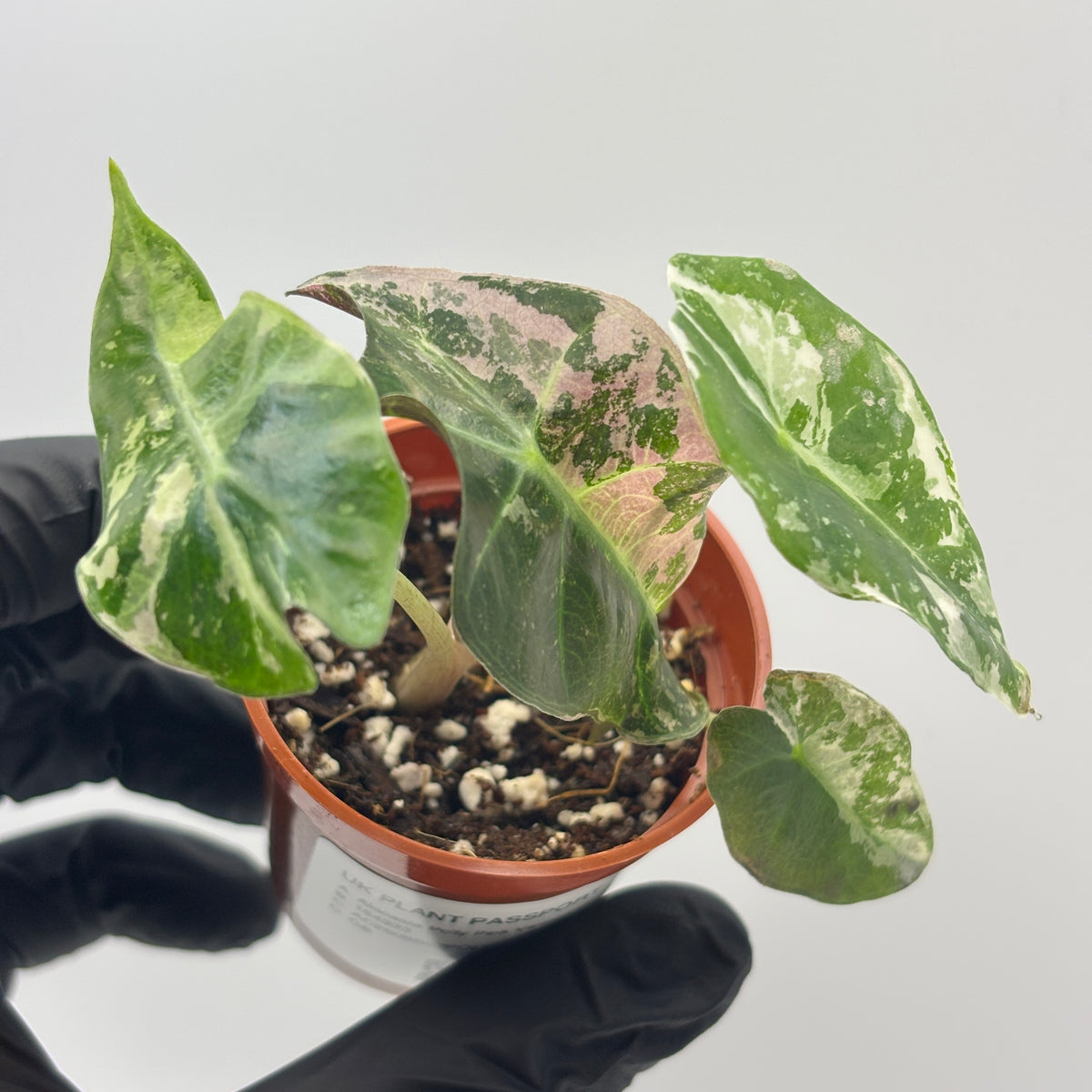 Alocasia Polly Pink Variegated #7 exact plant photo 1