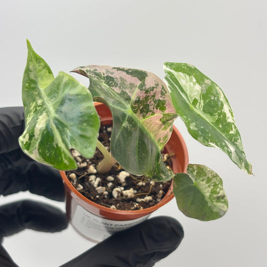 Alocasia Polly Pink Variegated #7 exact plant photo 1