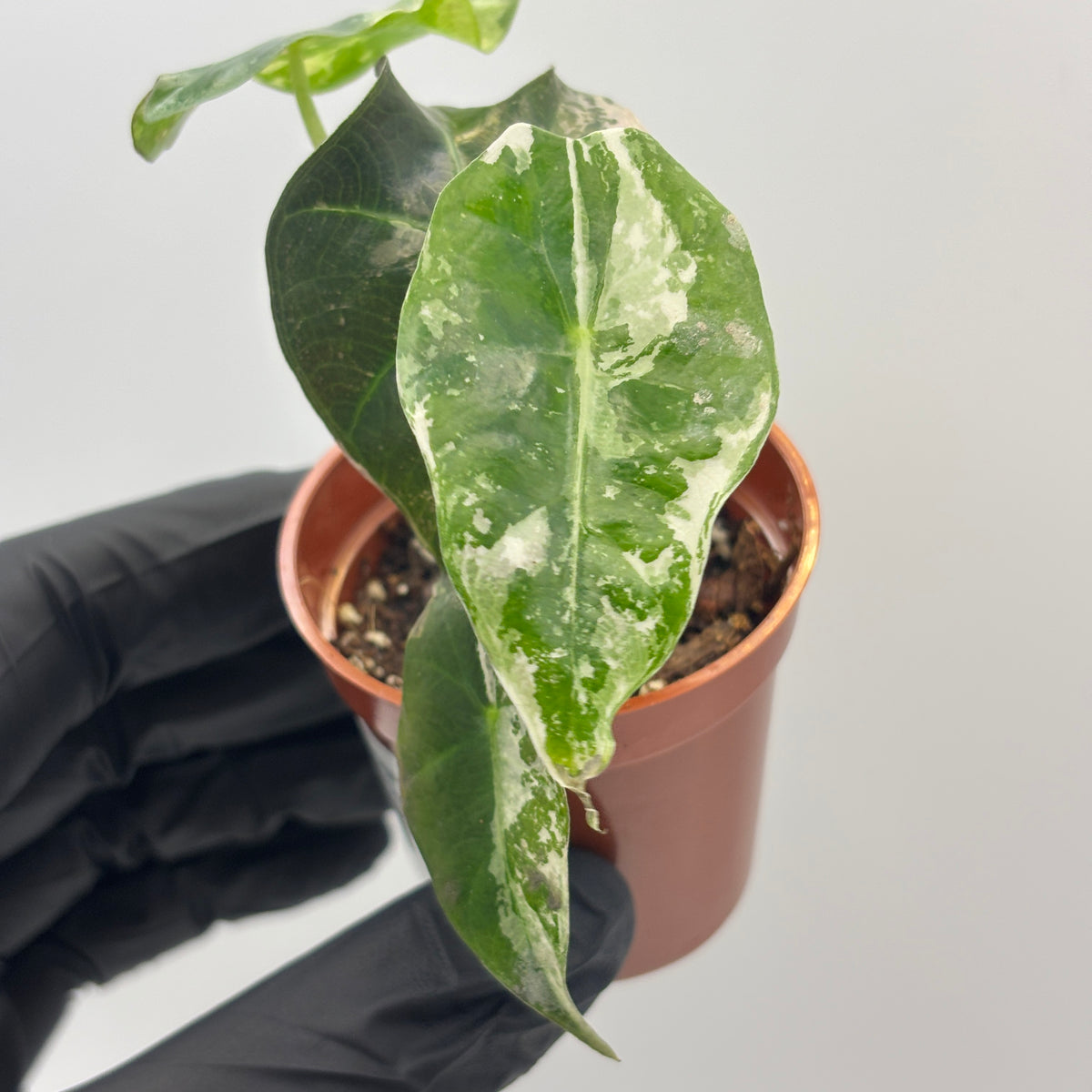Alocasia Polly Pink Variegated #7 exact plant photo 5