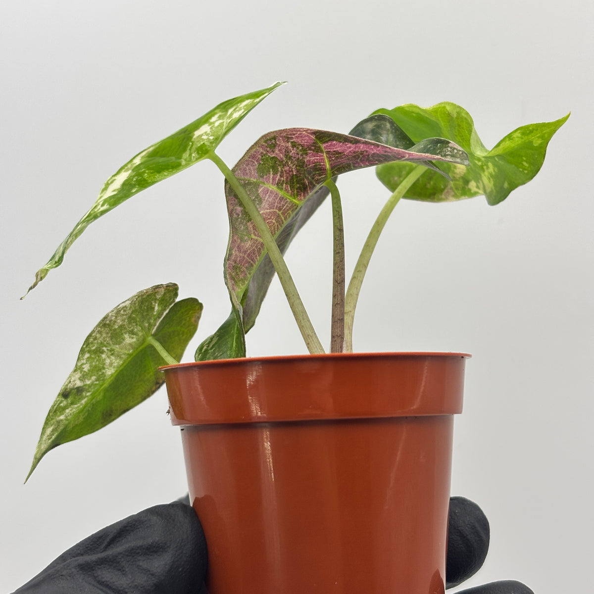 Alocasia Polly Pink Variegated #7 exact plant photo 6