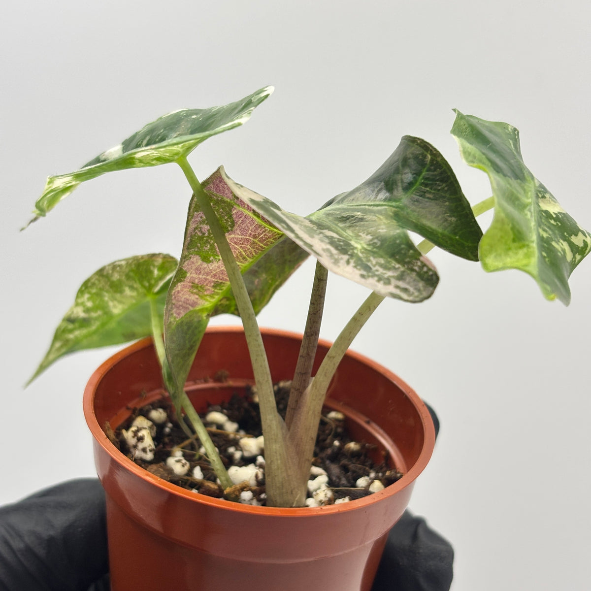 Alocasia Polly Pink Variegated #7 exact plant photo 2