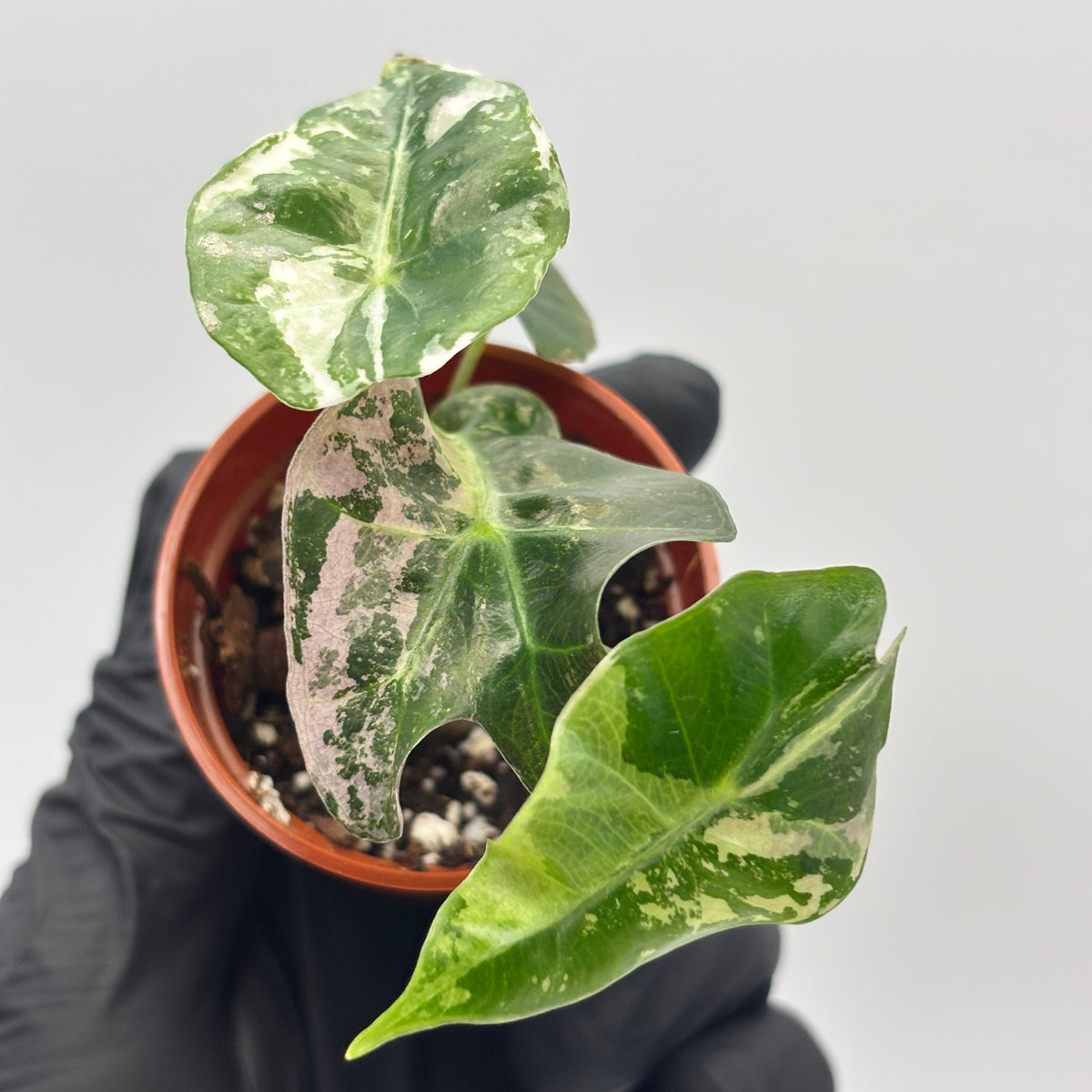 Alocasia Polly Pink Variegated #7 exact plant photo 7