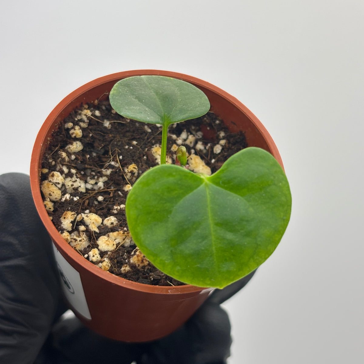 Anthurium Dark Phoenix #6 exact plant photo 1