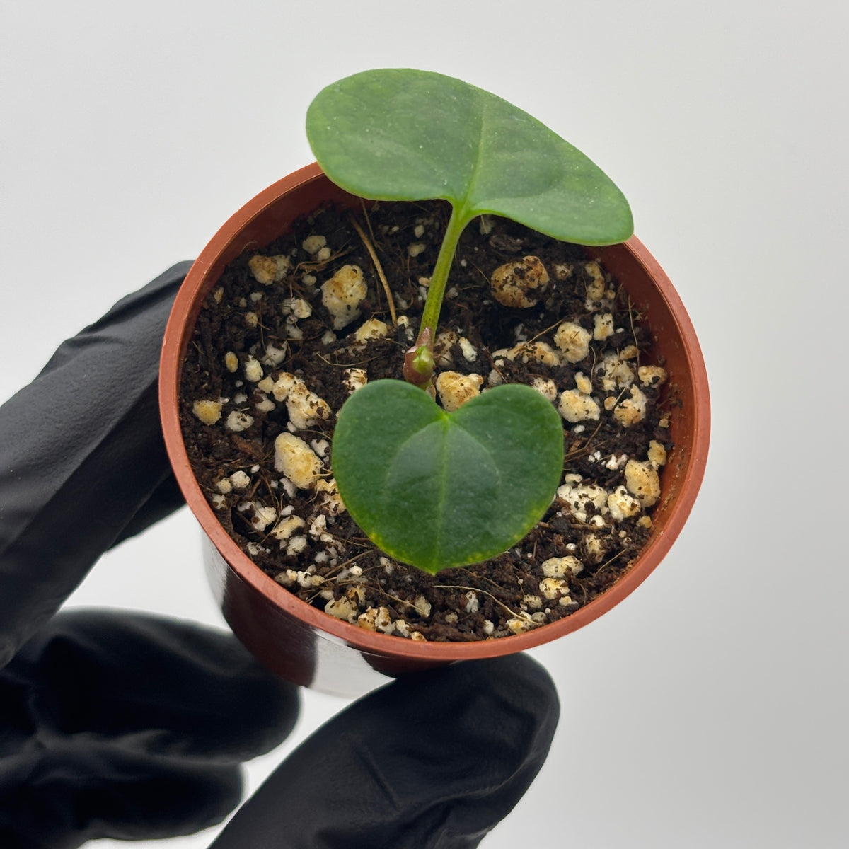 Anthurium Dark Phoenix #6 exact plant photo 2