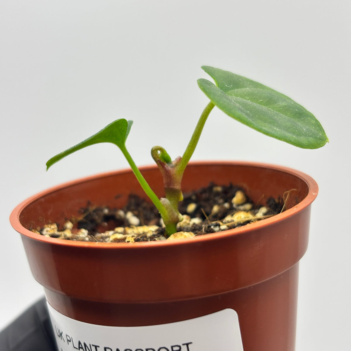 Anthurium Dark Phoenix #6 exact plant photo 3