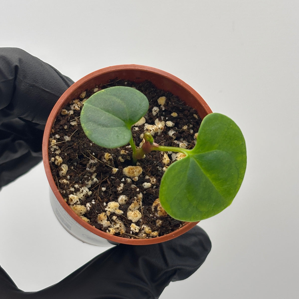 Anthurium Dark Phoenix #6 exact plant photo 5