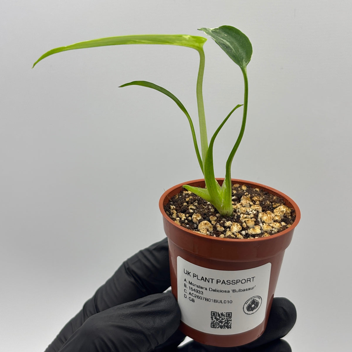 Monstera Deliciosa Bulbasaur #10 exact plant photo 3