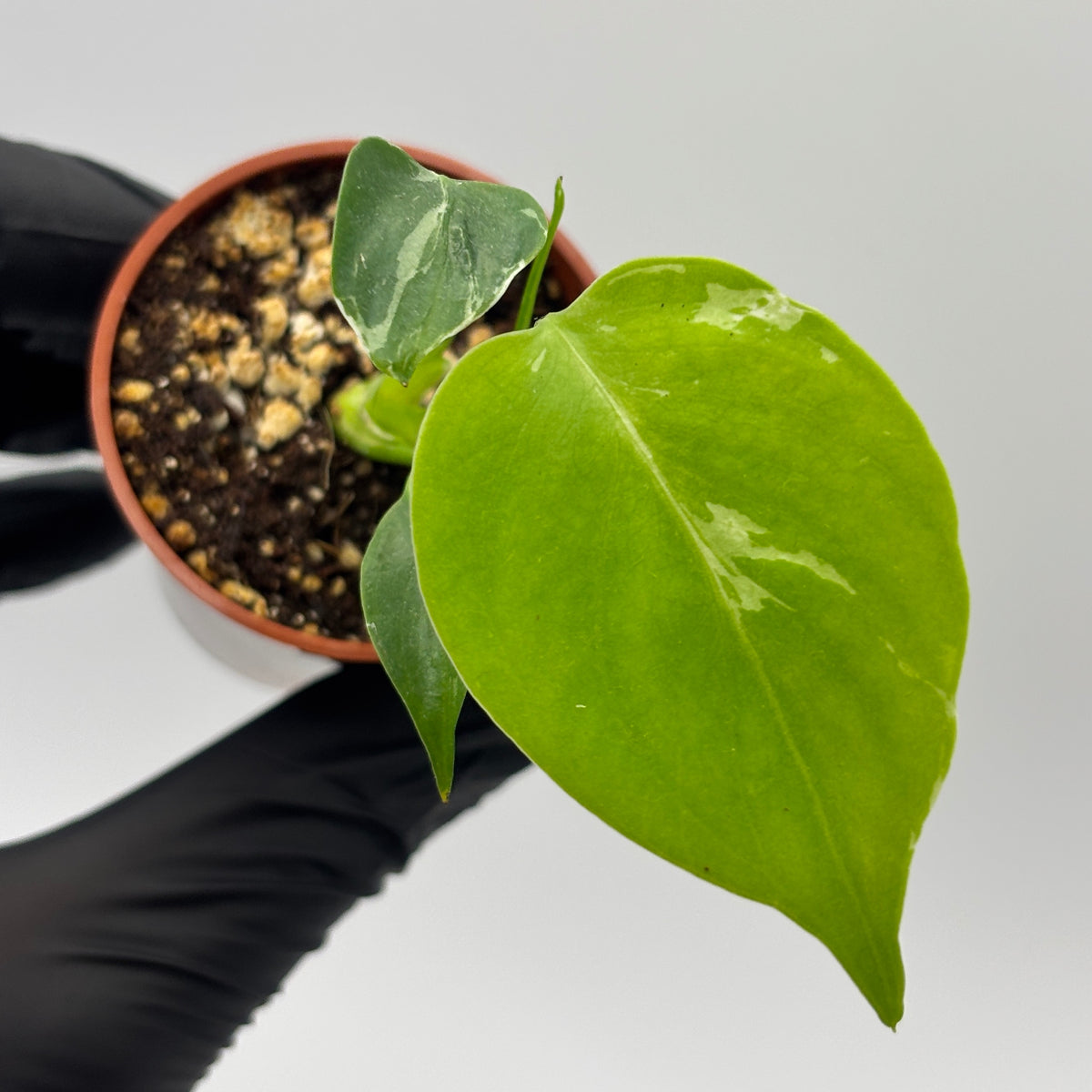 Monstera Deliciosa Bulbasaur #10 exact plant photo 1