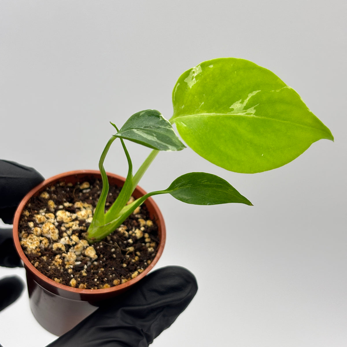 Monstera Deliciosa Bulbasaur #10 exact plant photo 4
