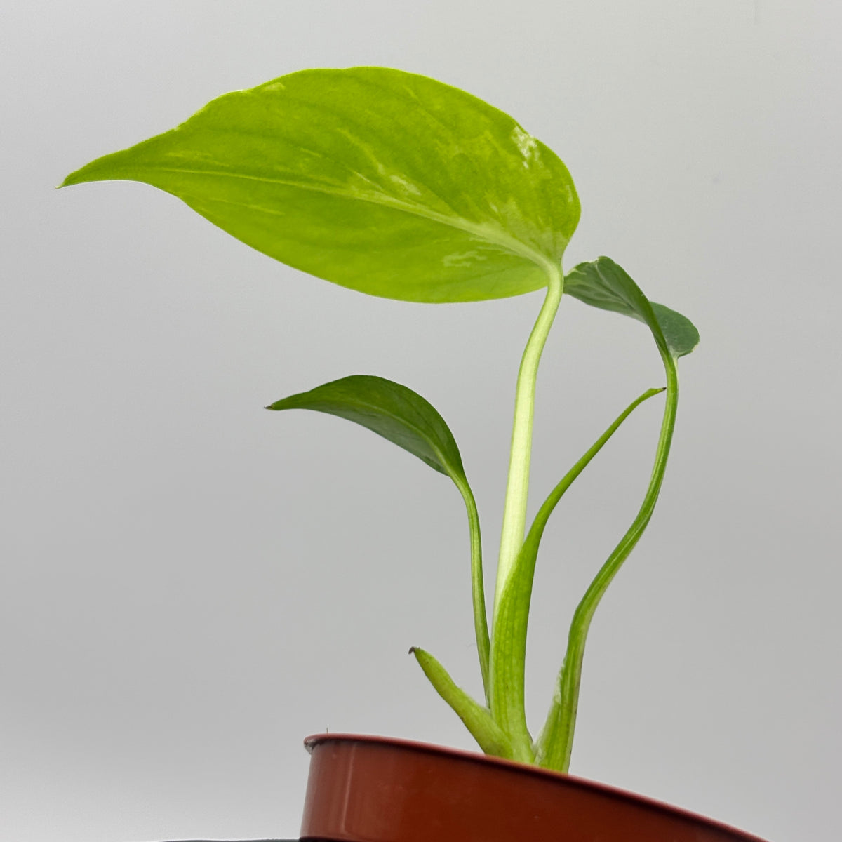 Monstera Deliciosa Bulbasaur #10 exact plant photo 5