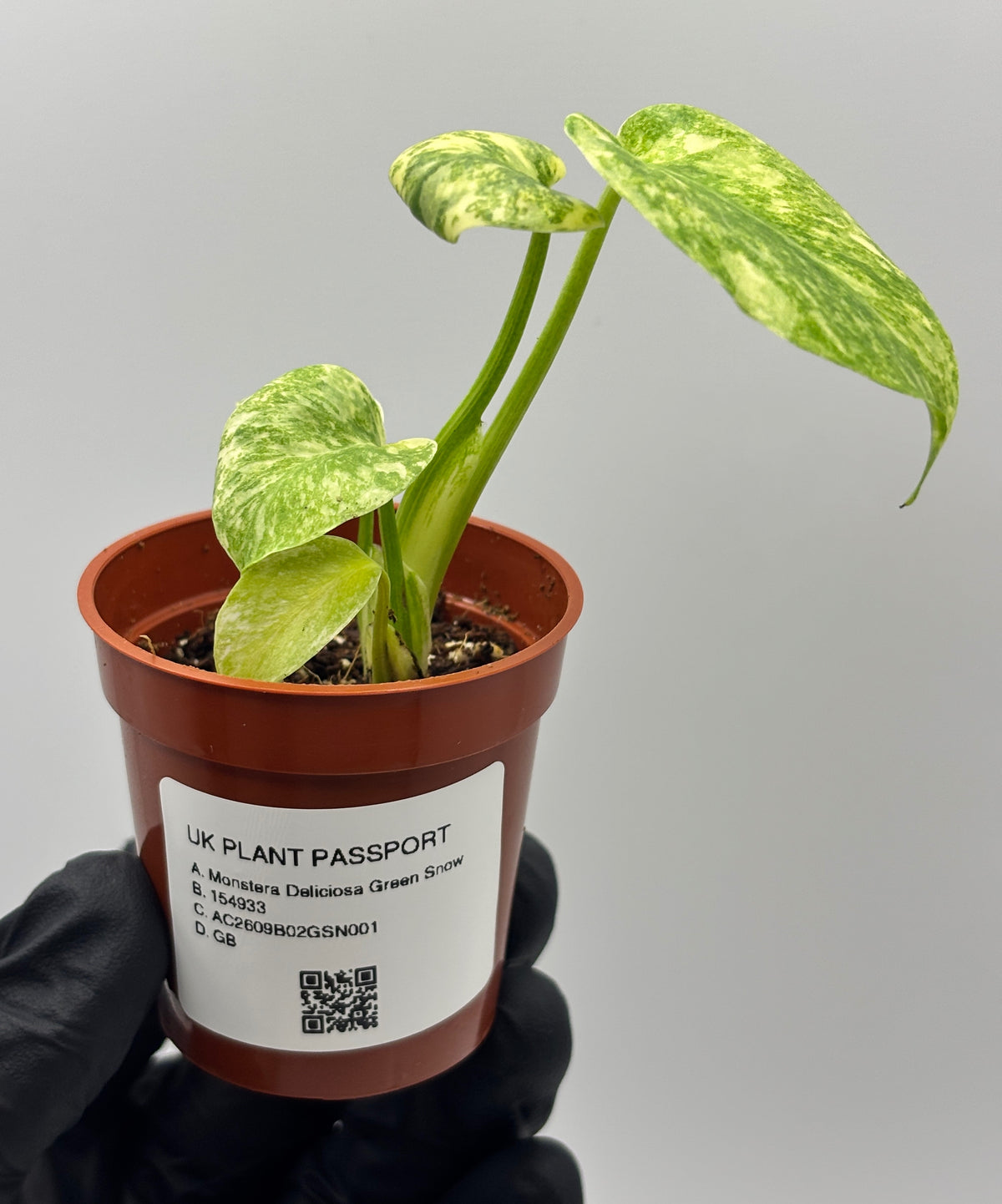 Monstera Deliciosa Green Snow #1 exact plant photo 5
