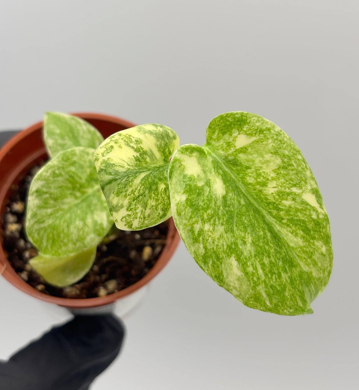 Monstera Deliciosa Green Snow #1 exact plant photo 2