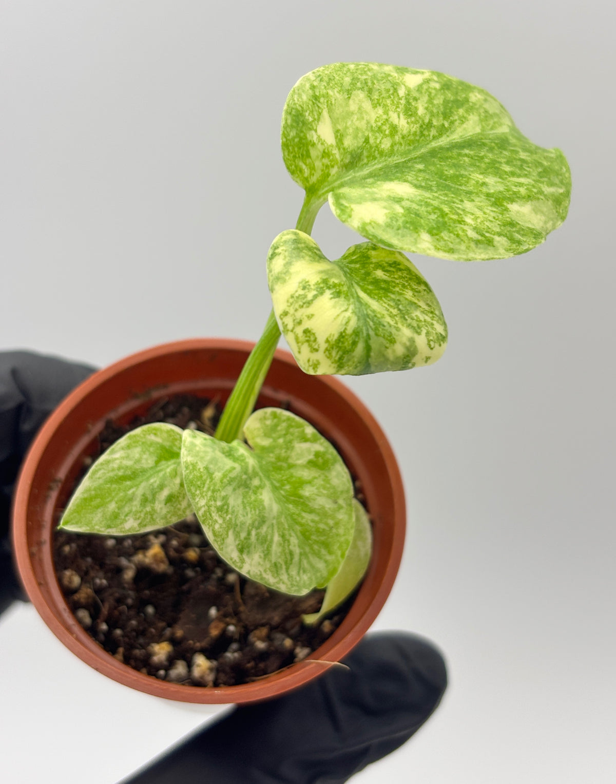 Monstera Deliciosa Green Snow #1 exact plant photo 3