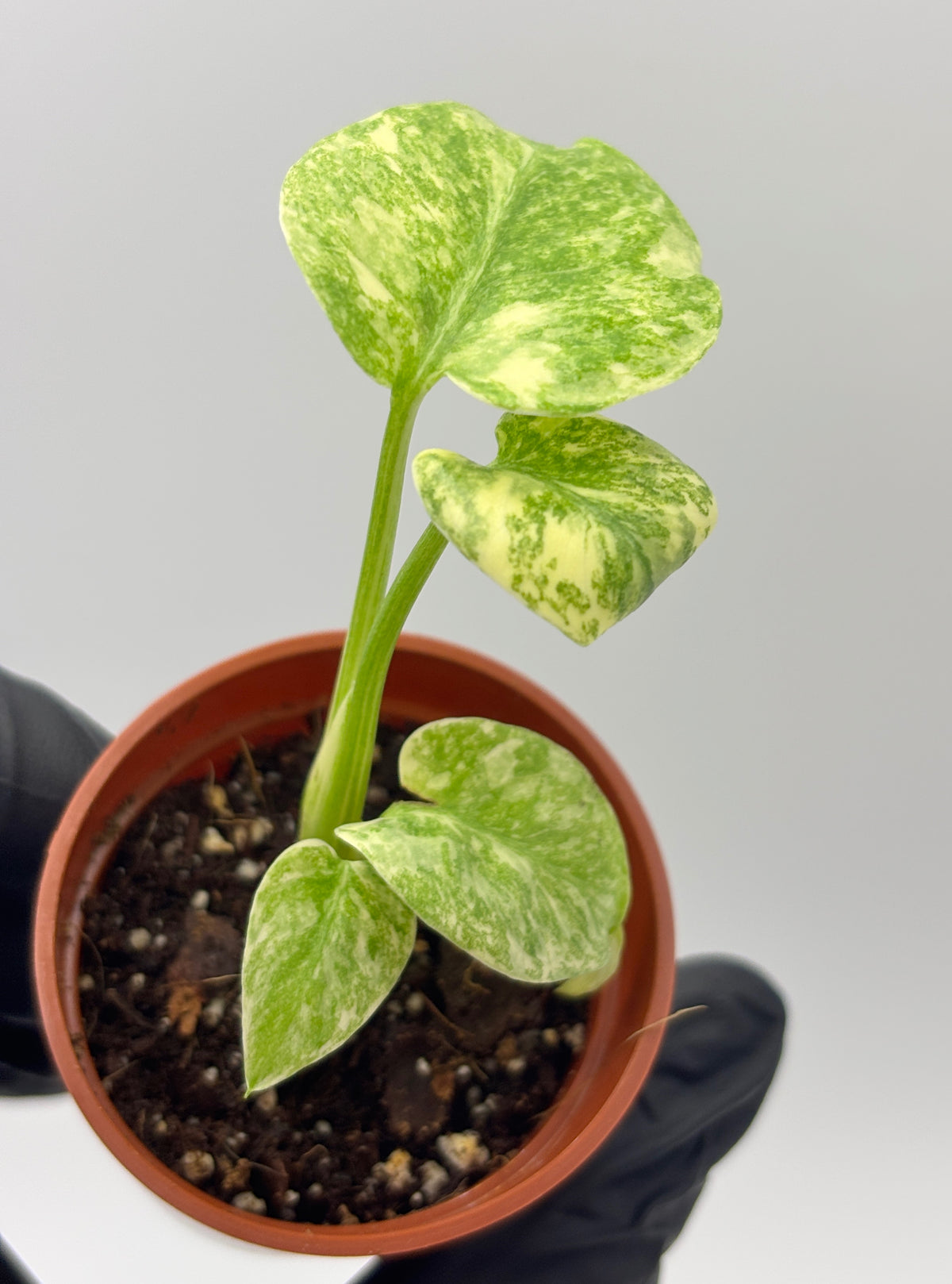 Monstera Deliciosa Green Snow #1 exact plant photo 4