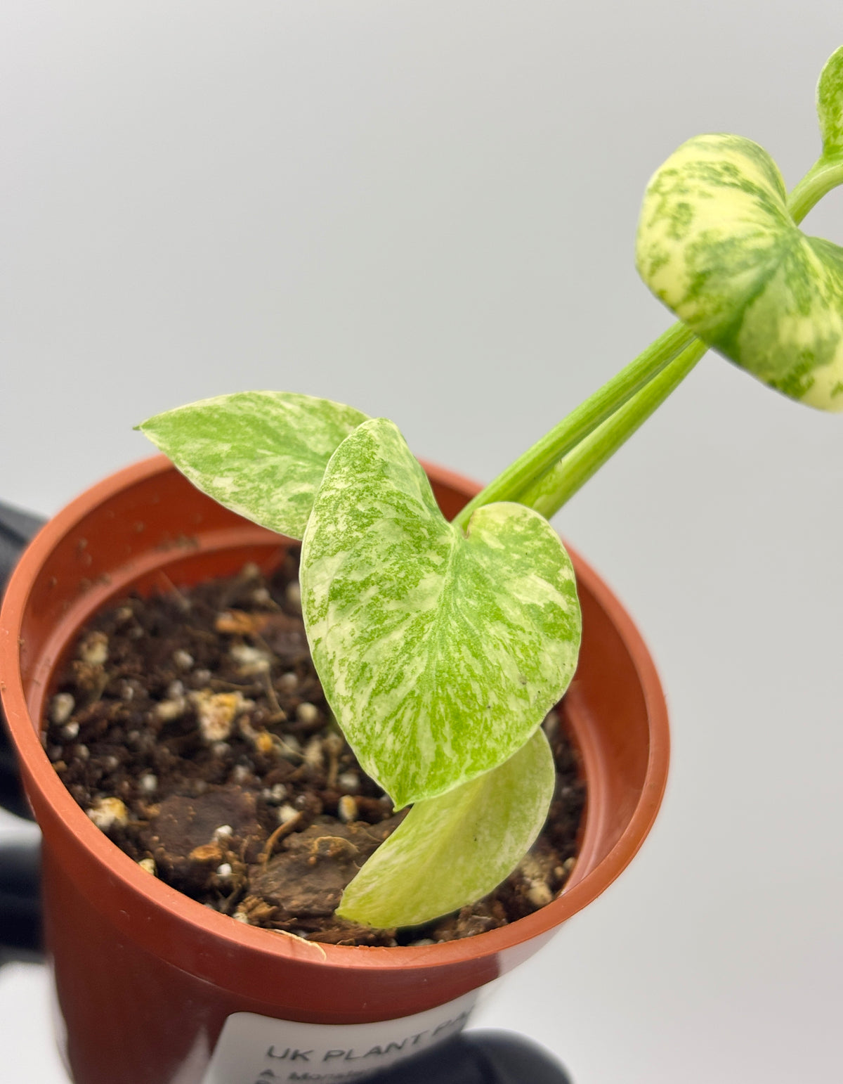 Monstera Deliciosa Green Snow #1 exact plant photo 6