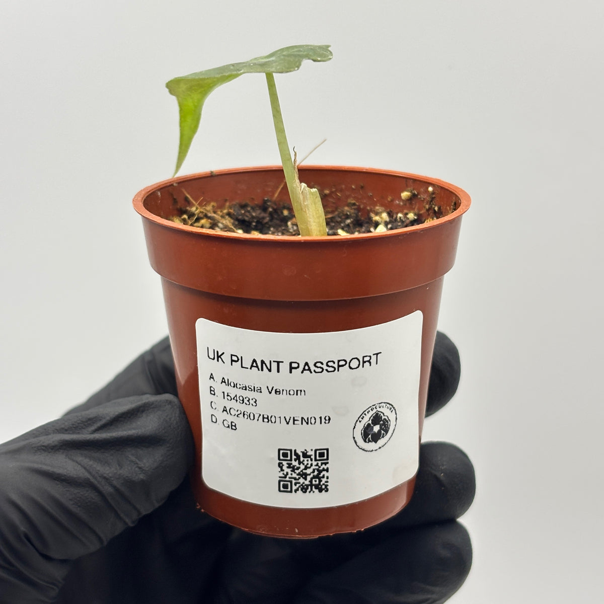 Alocasia Venom #19 exact plant photo 6