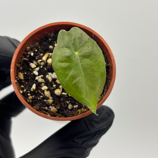Alocasia Venom #19 exact plant photo 1