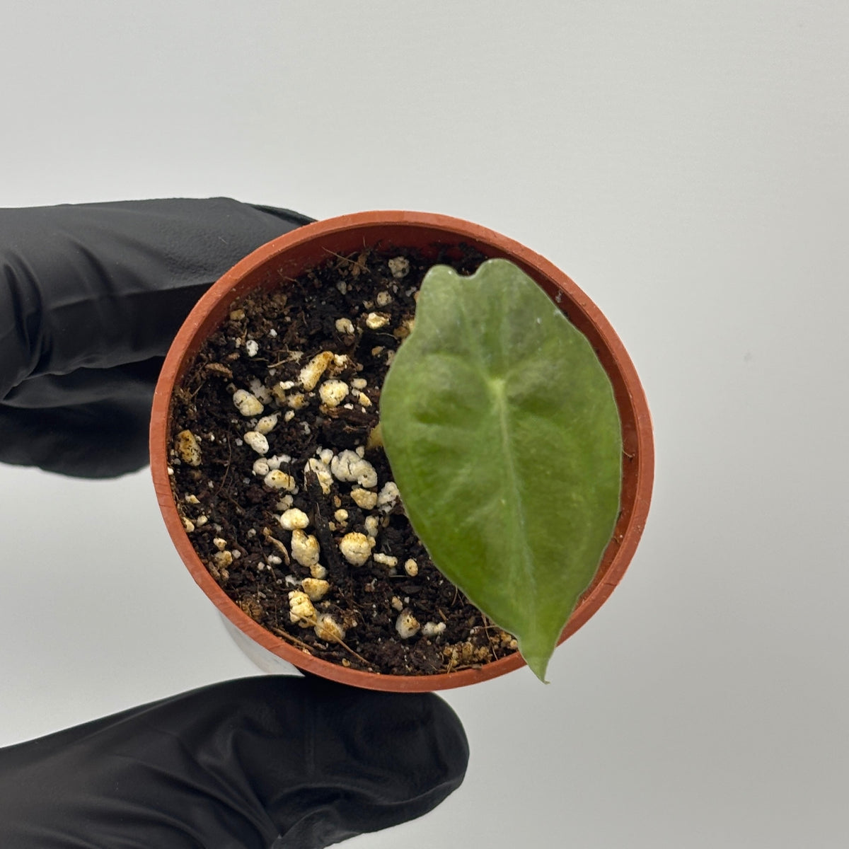 Alocasia Venom #19 exact plant photo 2