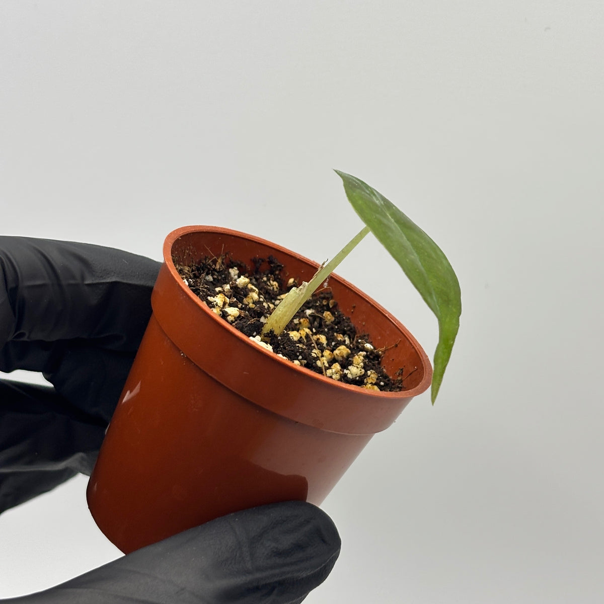 Alocasia Venom #19 exact plant photo 3