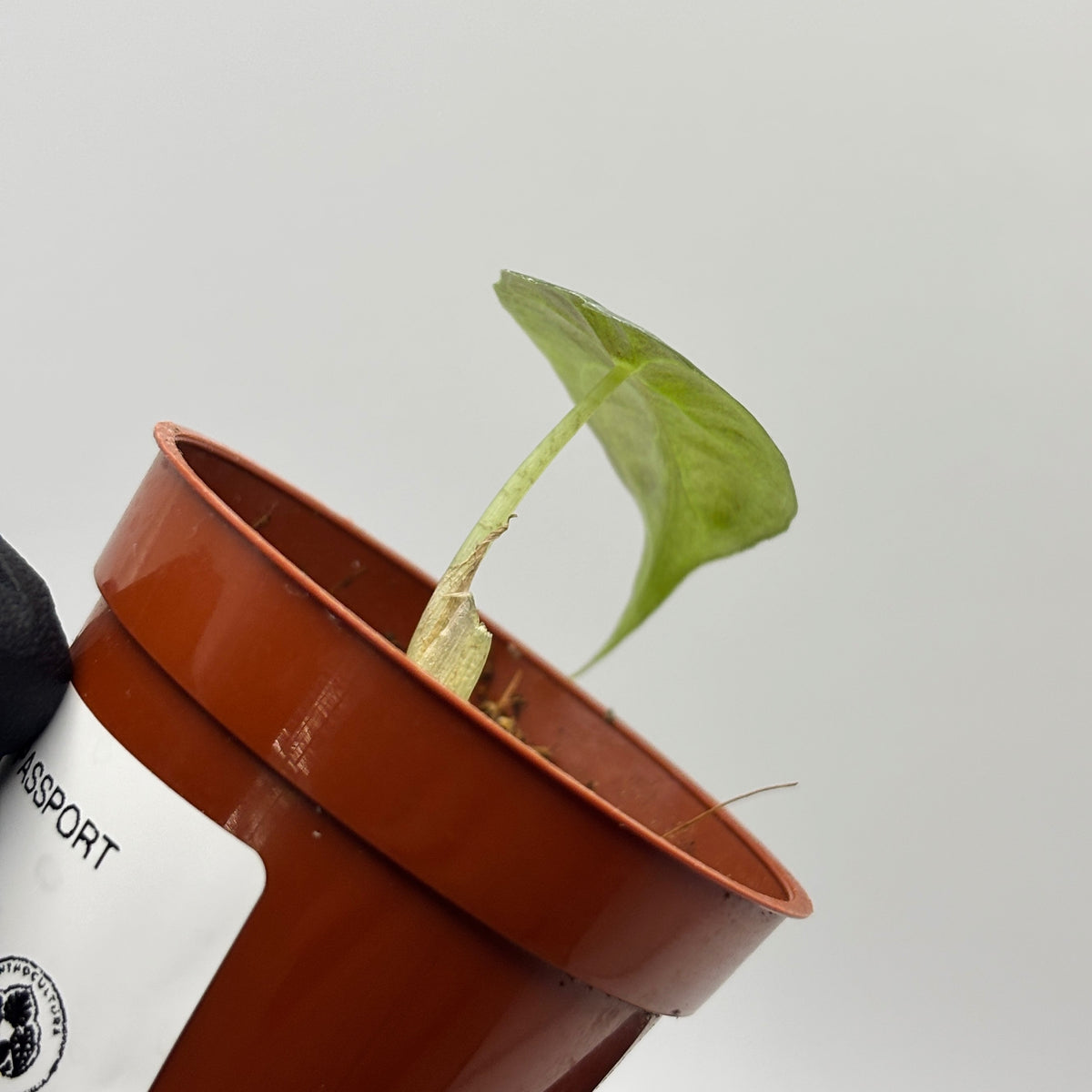 Alocasia Venom #19 exact plant photo 4