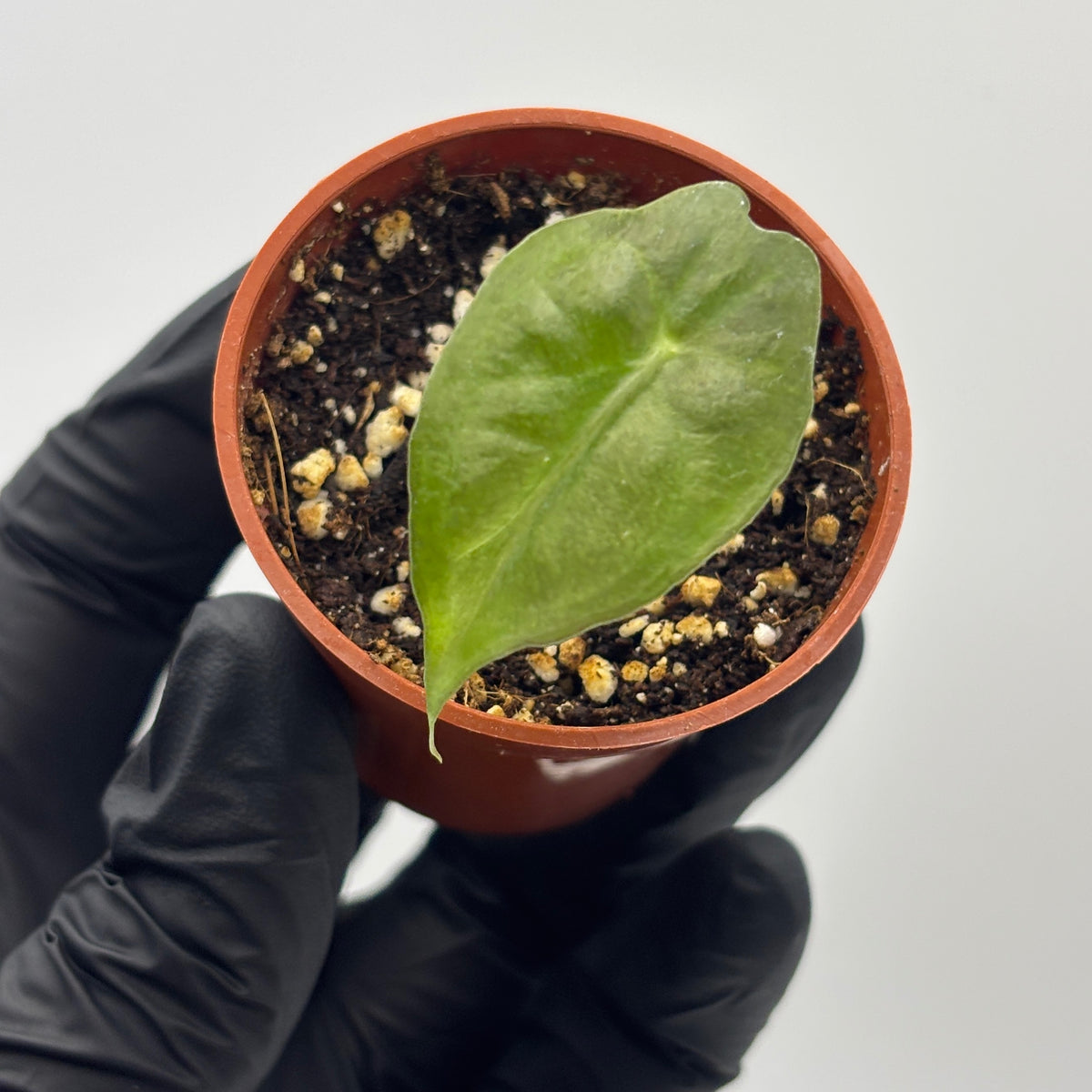 Alocasia Venom #19 exact plant photo 5