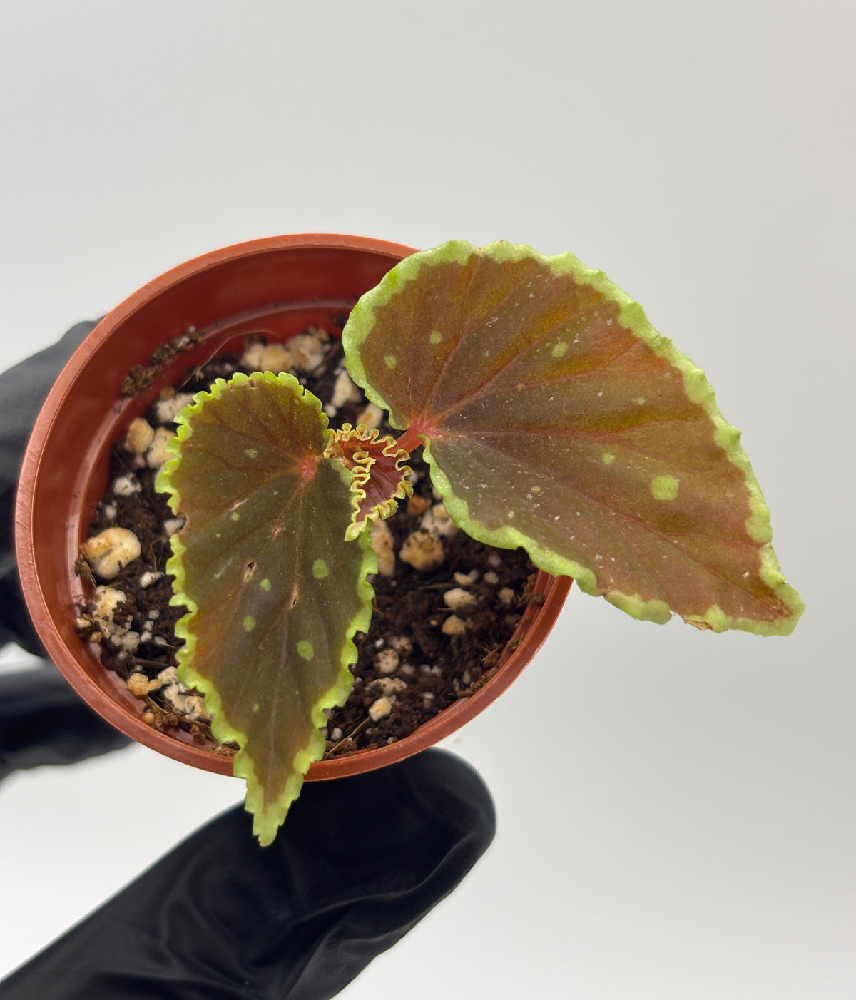 Begonia Darthvaderiana x Malachosticta #1 exact plant photo 2