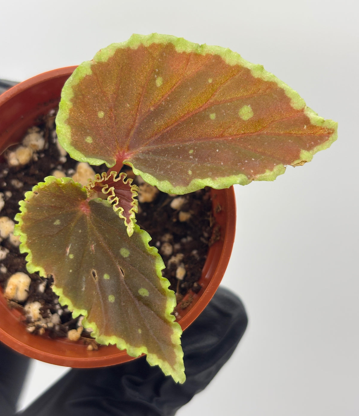 Begonia Darthvaderiana x Malachosticta #1 exact plant photo 1