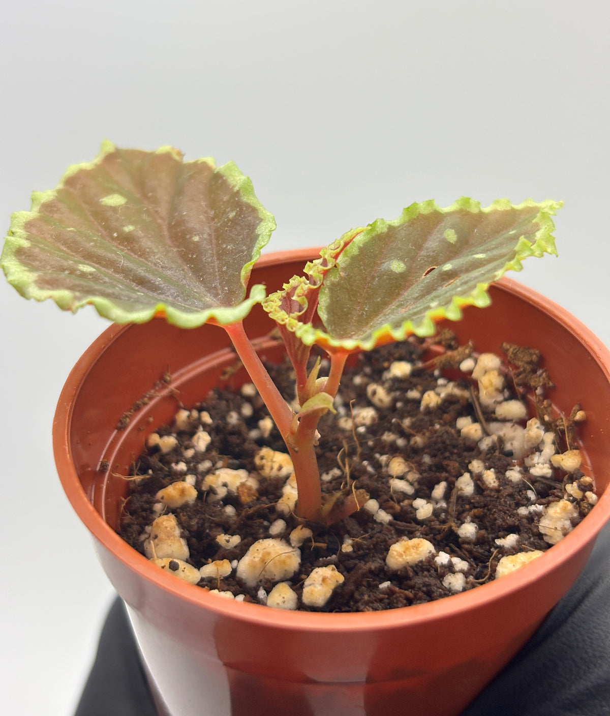 Begonia Darthvaderiana x Malachosticta #1 exact plant photo 5
