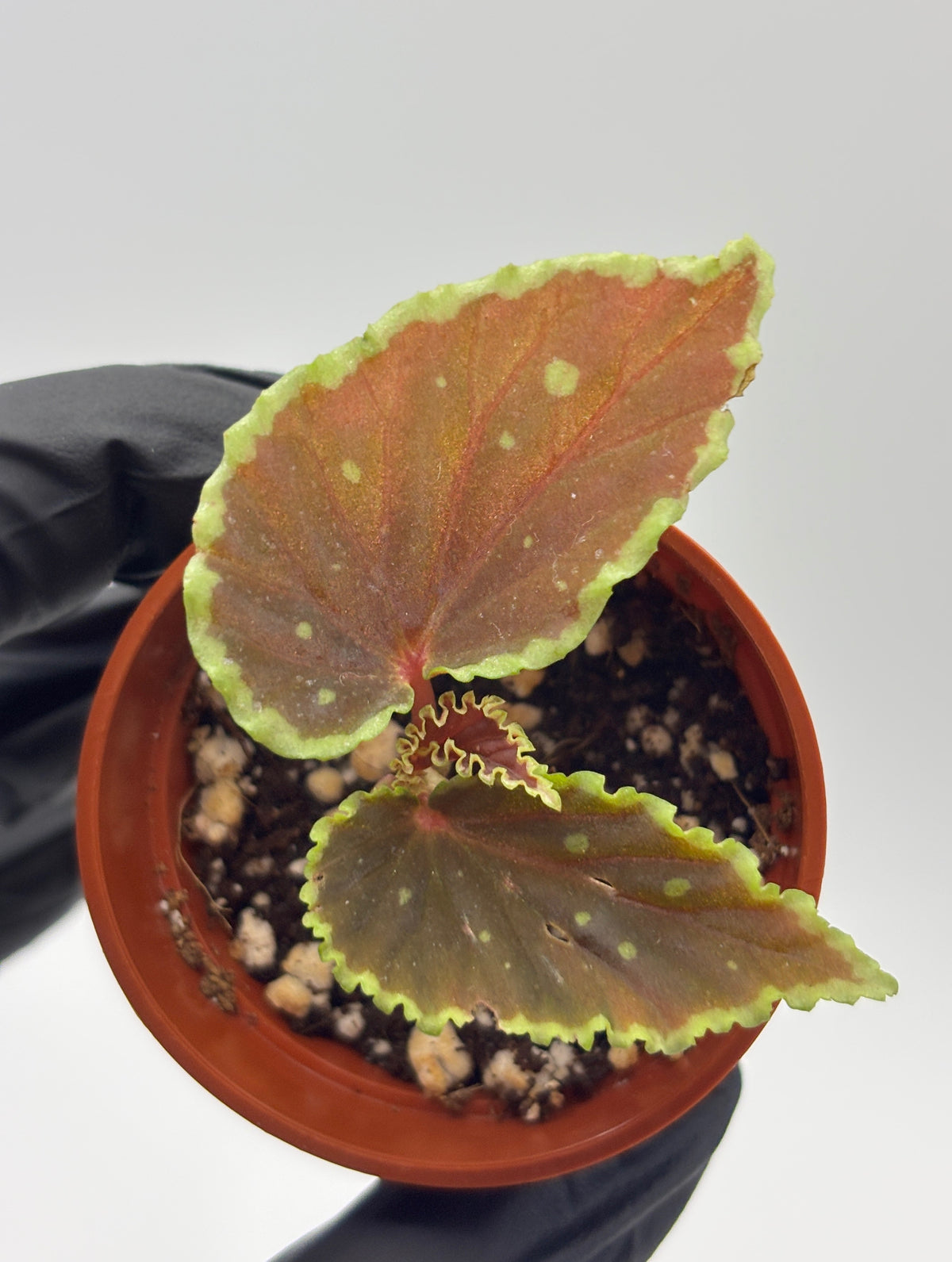Begonia Darthvaderiana x Malachosticta #1 exact plant photo 6