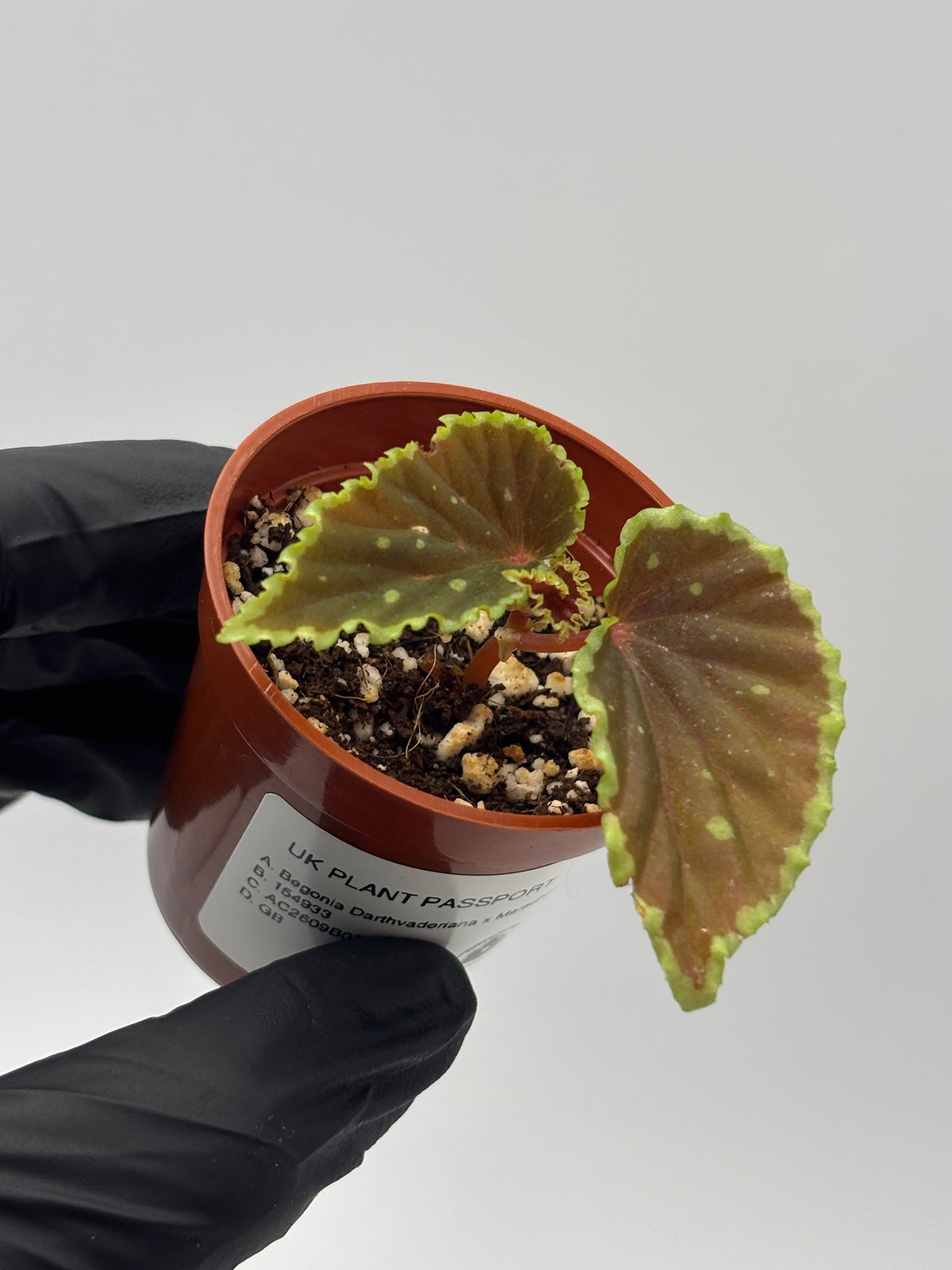 Begonia Darthvaderiana x Malachosticta #1 exact plant photo 7