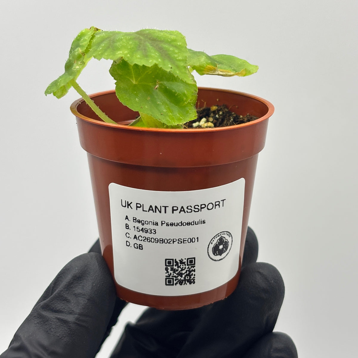 Begonia Pseudoedulis #1 exact plant photo 4