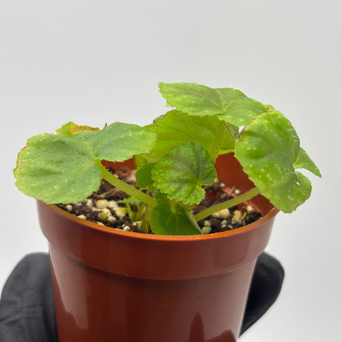 Begonia Pseudoedulis #1 exact plant photo 5
