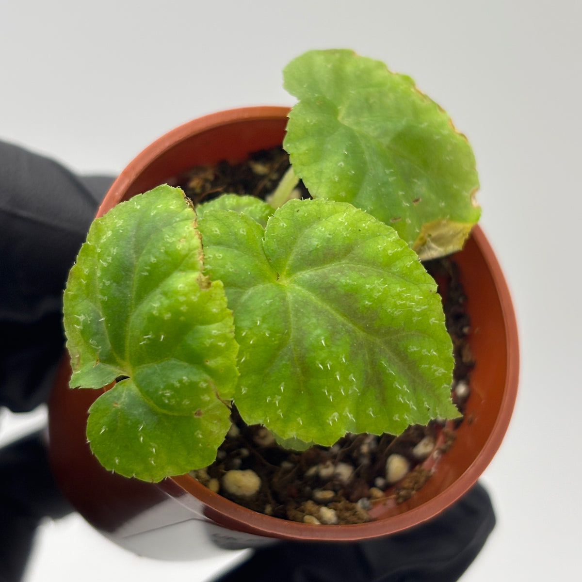 Begonia Pseudoedulis #1 exact plant photo 2